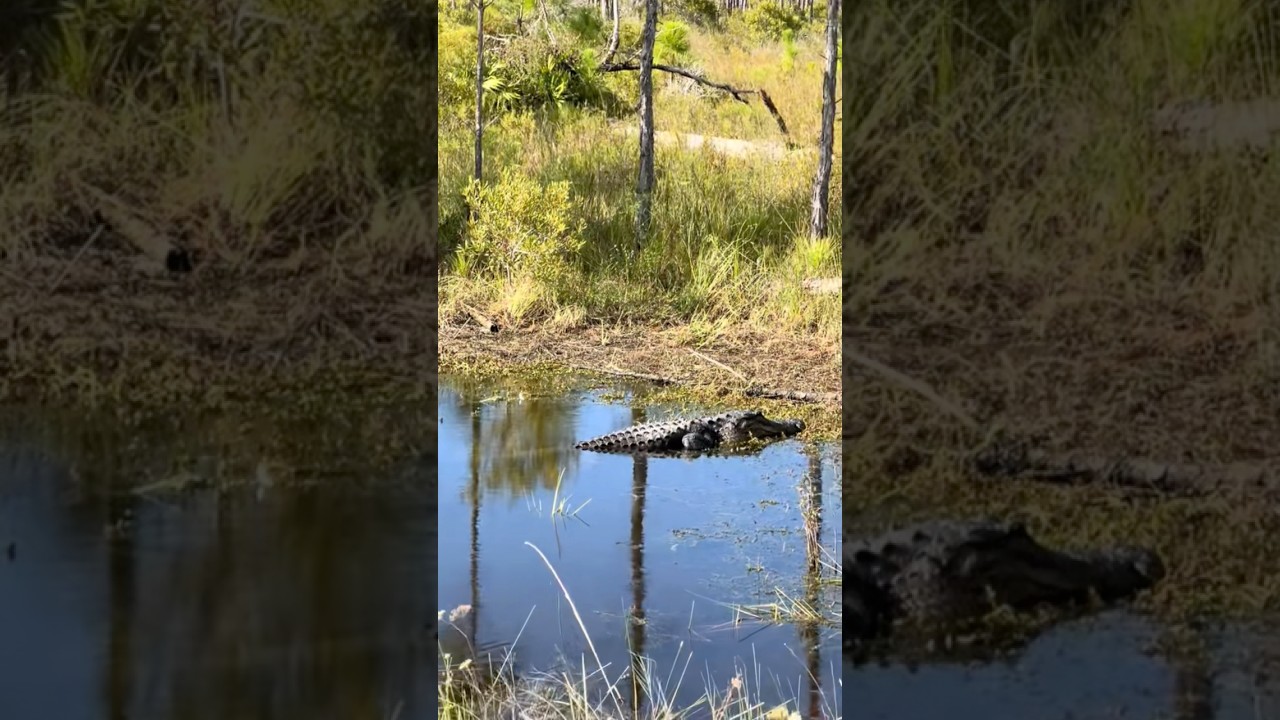 Babcock-Webb Wildlife Management Area: South Florida’s Largest Remaining Slash Pine Forest! 