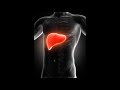 Perfect Hepatic Harmony – Upper Abdominal Calm &amp; Inner Balance Meditation | Morphic Field
