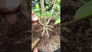 tips agar belah akar dengan benar #shortvideo #caraperawatanbonsai #bonsai #rels #shorts #gardening