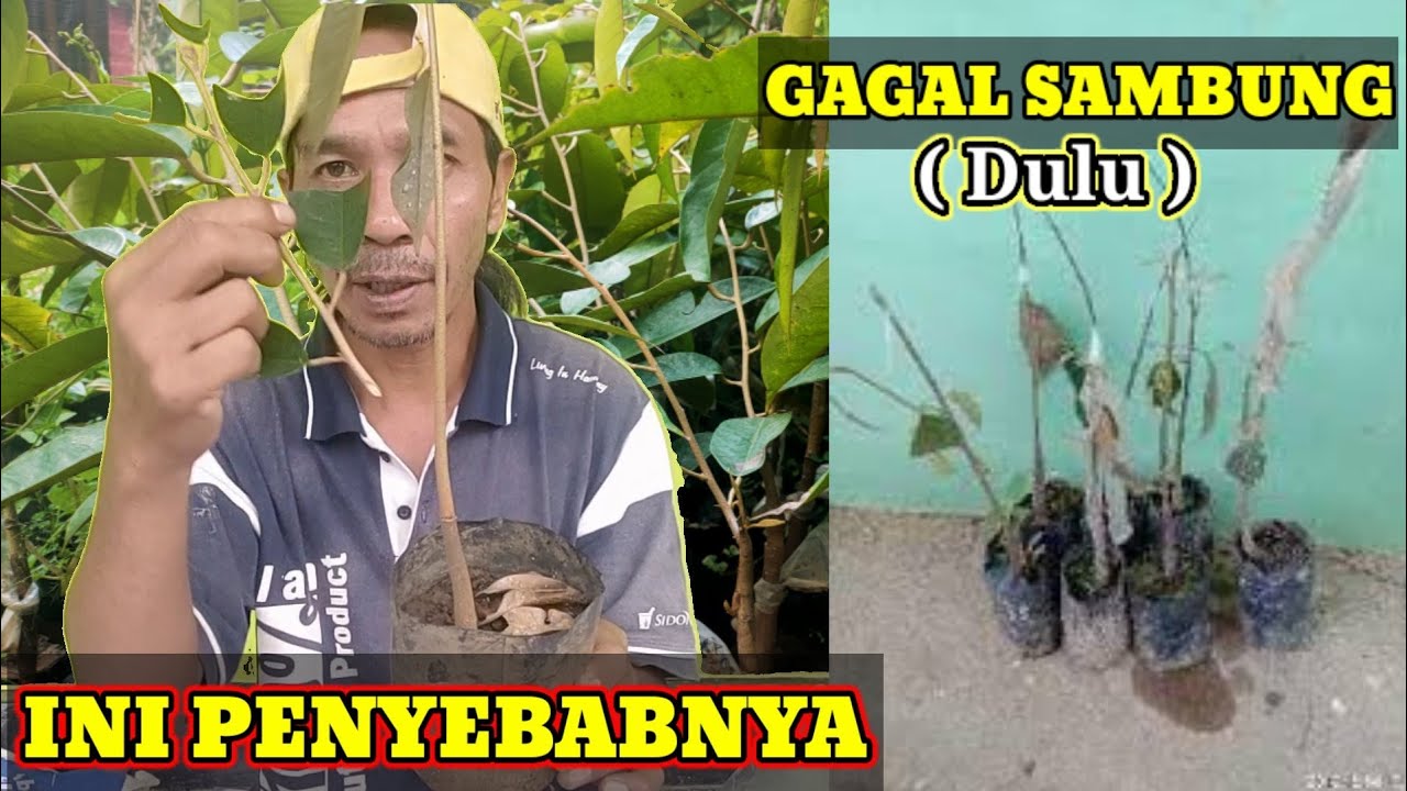 Tips Dan Triknya Sambung Pucuk Bibit Pohon Durian: Agar Berhasil 100%