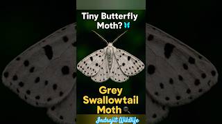 🦋The Most Beautiful Moth | Grey swallowtail moth
