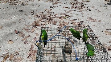 Hasil Mikat Burung Serindit di Aviary Alam Liar