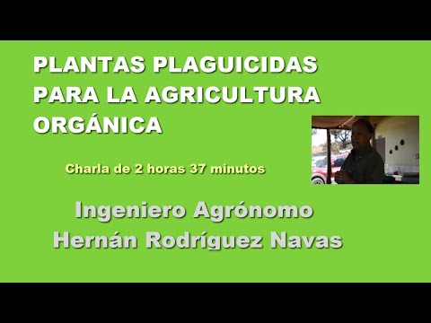 Video: Acerca de las plantas de trigo indio de psyllium: información sobre los usos y el cultivo de las plantas de psyllium