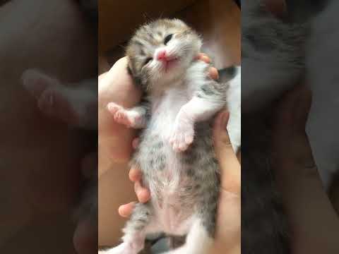 The Kitten's Air