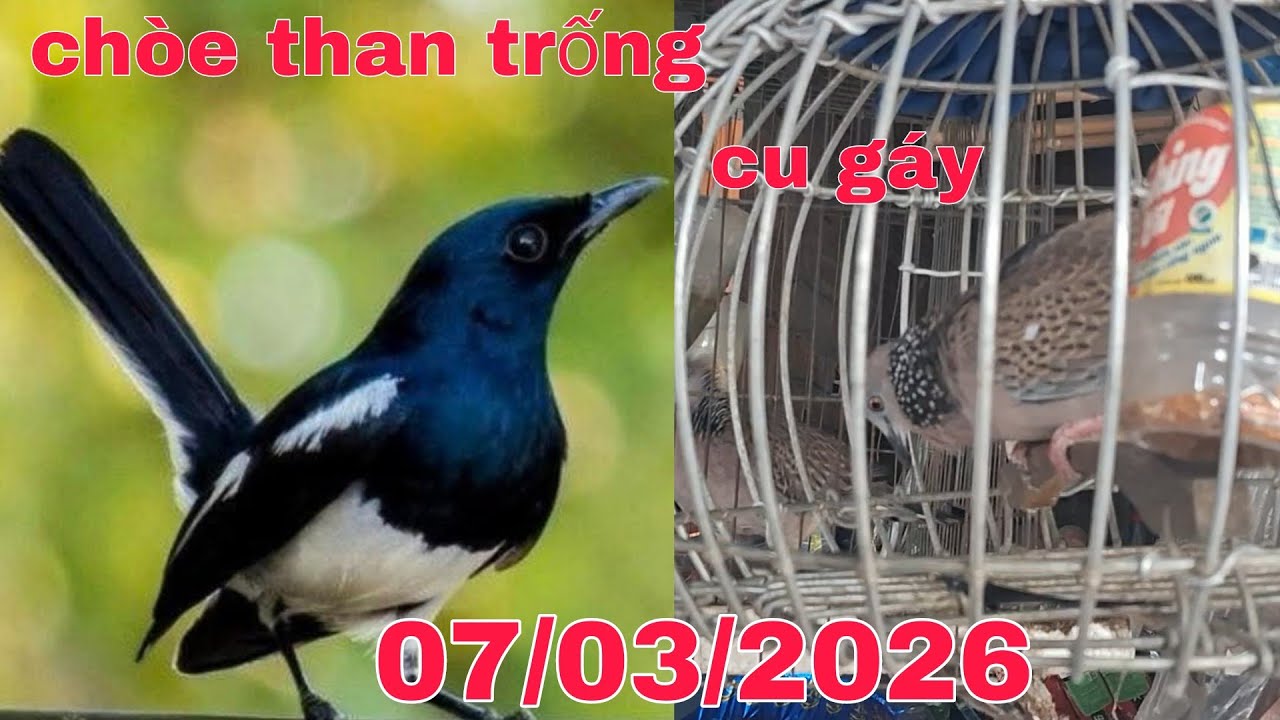 Chòe than trống cám cứng - than thanh lý - cu gáy....