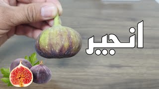 Fresh Anjeer (Figs) Saudi Arabia | تازہ انجیر کھانے کا طریقہ | Anjeer Khane ky fayde #anjeer #figs