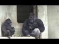 シャバーニの群れのまとめ方 Father protect the daughter gorilla