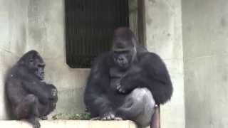 ゴリラのメス オスの見分け方と違いとは メスゴリラは群れで行動