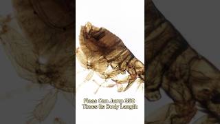 How Far Fleas Can Jump?