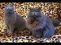 British Longhair vs British Shorthair の動画、YouTube動画。