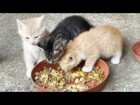 Ukrainian Kittens 29🐱  Delicious Snacking👉