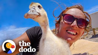 Baby Duck Thinks the Woman is Her Mom | The Dodo Little But Fierce