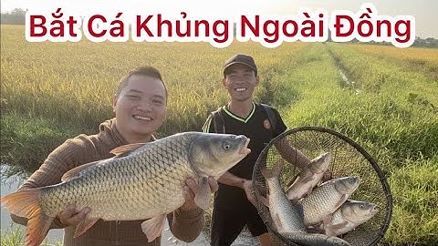 "HÁI RA TIỀN" Với Cá Chuối Sộp Đầy Đồng Mùa Nước Cạn | Mùa Màng Bội Thu 🎉🎉🎉 _ Hoa Mân Côi 