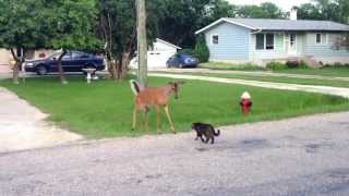 cat and deer