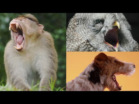 Animals Yawning | Try Not To Yawn Challenge | ZooTube