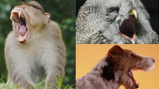 Animals Yawning Try Not To Yawn Challenge Zootube