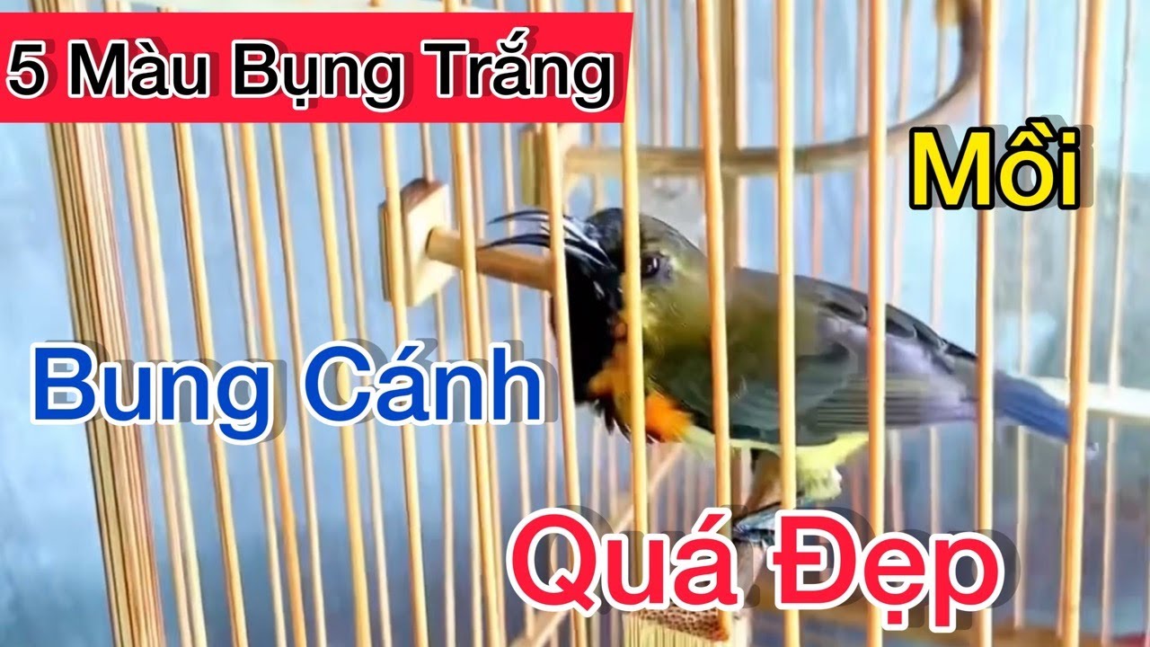 Hút Mật 5 Màu Bụng Trắng Mồi Nết Chơi Cánh Hay, Dùng Kích Bổi, Bẫy Loa Cực Nhạy