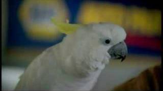 Napa 55 Michael Waltrip Talking Parrot Tv Commercial 30s