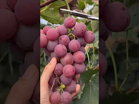 포도 씻을 때 무조건 이렇게 하세 요! 그냥 씻으면 농약까지 먹어요... #건강 #영양식 #fruits #viral