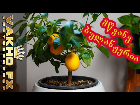 მწვანე ბულანჟერია • Green Boulangerie  VLOG#6 #vakhofx