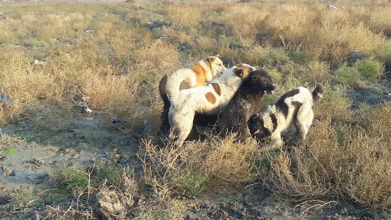 معركه قويه بين كلاب ضاله البديه حبايب قلبي قناتي ثانيه بلوصف الله عليكم شتركو بيه اتمنه تنال اعجابكم