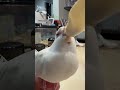 まろルクチャンネル｜オカメインコ “ ルク ” の日常。｜2025.02.15｜Shot On Apple iPhone 15 Pro Max｜#shorts