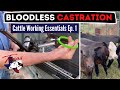 Cattle Working Essentials Ep. 1 | Bloodless Castration with the Calicrate Pro Bander & Ear Tagging