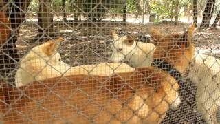 Австралийский динго / Dingo (Australian Native Dog) Австралийский динго / Dingo (Australian Native Dog)