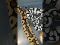 Which One You Like?