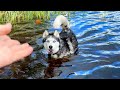 Les huskies plongent dans un lac bois et chantent avec un hurlement  couper le souffle