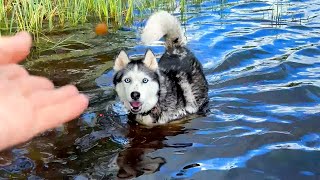 Huskies Dive Into the Lake for Food And Sing With a Breathtaking Howl!