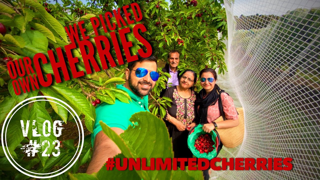 We went cherry picking in Yarra Valley, Victoria. australia melbourne