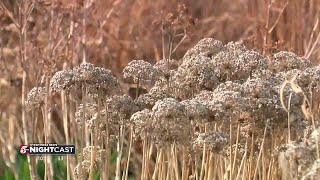 Experts predicting longer allergy season as spring weather arrives