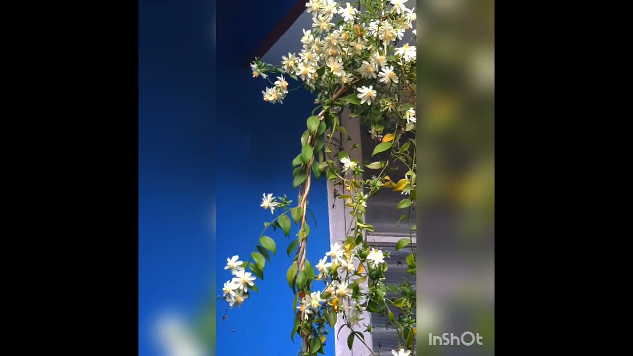 Lemon Vine plant in full bloom YouTube