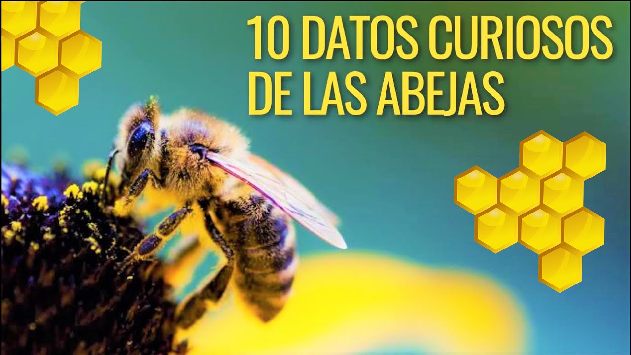 10 Datos Curiosos De Las Abejas