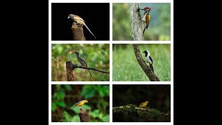 4k Video of Birds Thattekad Bird Sanctuary|Bird Hide & Bird Watching| Birds Of Kerala| #birds #video