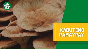 Webinar on "Cultivation and Production of Kabuteng Pamaypay (Oyster Mushroom)