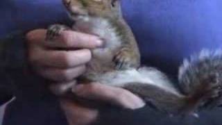 Sammy the Squirrel Cuddly & Sweet