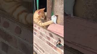 Shinti Mouse Funny Video