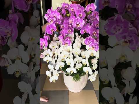 Xuân về trên khắp muôn nơi