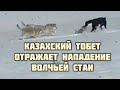 Казахская пастушья собака тобет отражает нападение волчьей  стаи 🐺🐺🐺🐺🐺