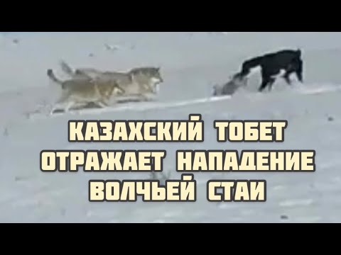 Video: Кайсы браузер коопсуз?