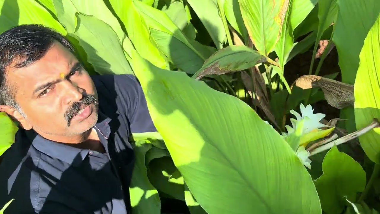 हळद पिकास येणारे हळदफुल!! हळदीला येणारा करपा!! सोडायची विद्राव्य खते 