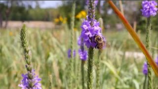 Wildlife Habitat Council