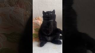 Eddie Cute Black Kitten