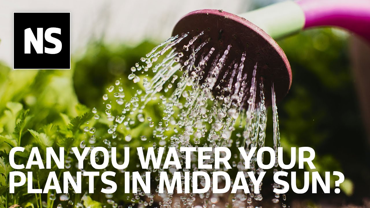 why-watering-your-plants-at-midday-won-t-damage-their-leaves-youtube