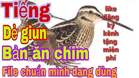 Tiếng dẻ giun chuẩn l bản ăn chim mình đang dùng l Săn bẫy TV