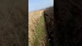 Видео Мышь повесилась в поле (автор: Всего понемножку)