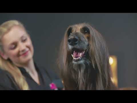 Showreel Urban Paws Ireland