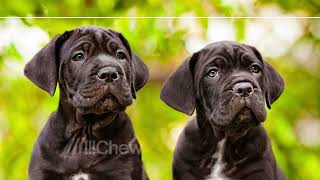 5 Best Toys for Your Cane Corso